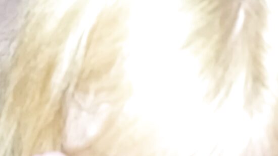 Сосет и лижет